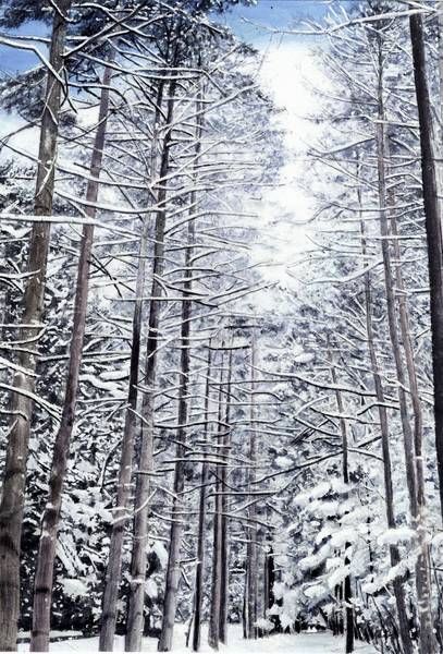 森林の冬