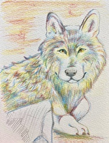 色鉛筆三色のオオカミ